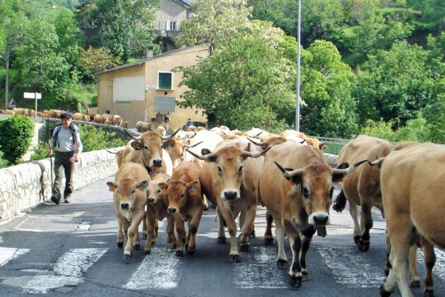 Balades en estives avec les éleveurs de la Rosée des Pyrénées catalanes