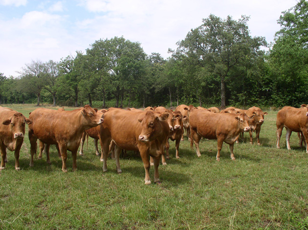 prime-au-maintien-du-troupeau-de-vaches-allaitantes