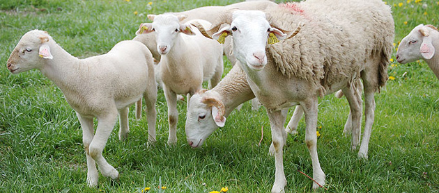 aide-aux-ovins-et-aux-caprins-pour-la-campagne-2014