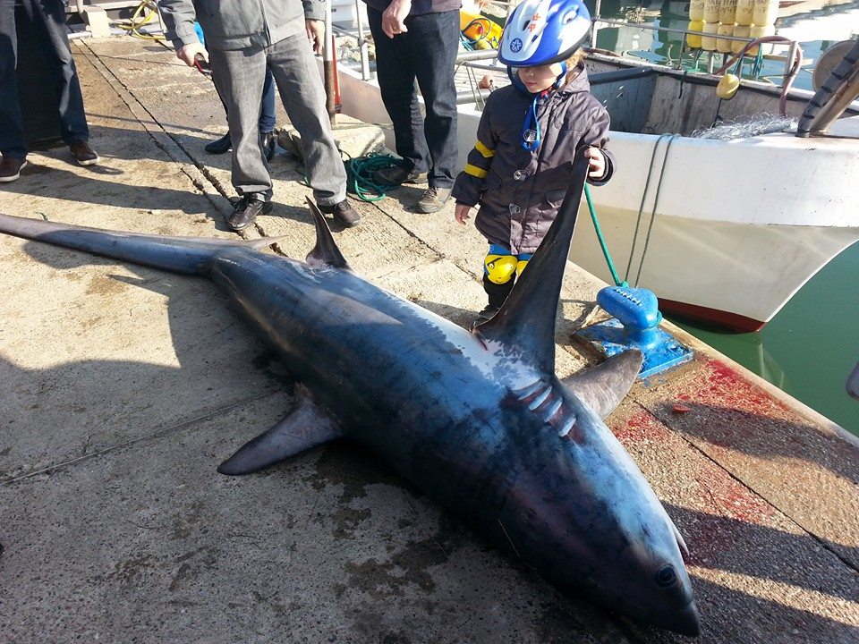 Interview : Un requin renard de 4m50 sur Argelès-sur-Mer