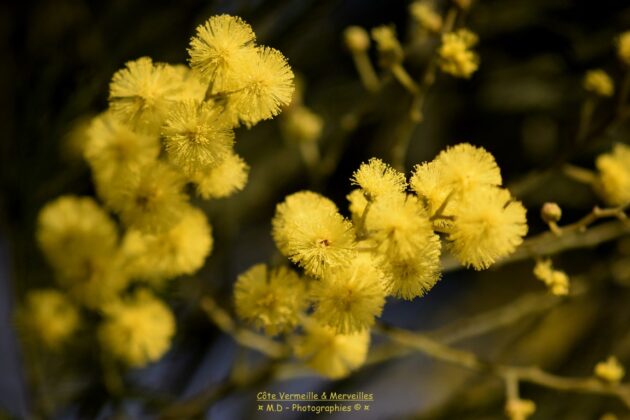 Mimosa 05