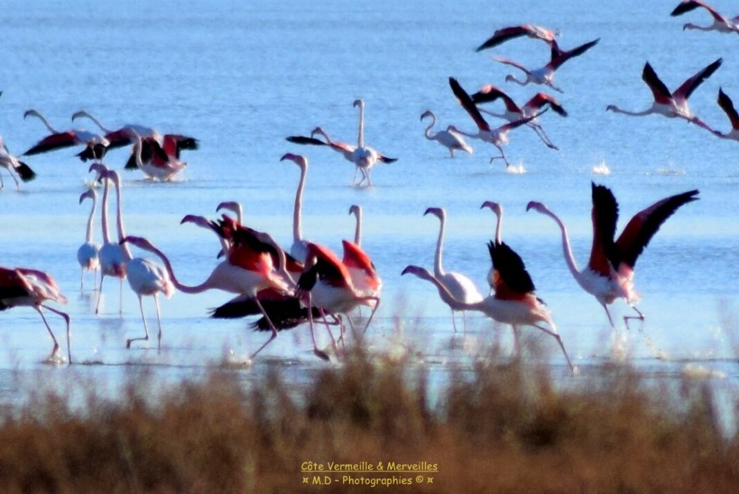 etang-de-canet etang-de-canet