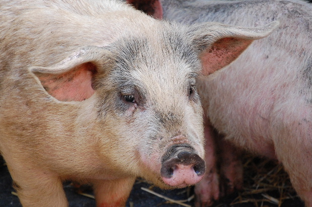 le-soler-nouvelle-edition-de-la-fete-du-cochon
