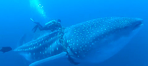 sauvetage-requin-baleine