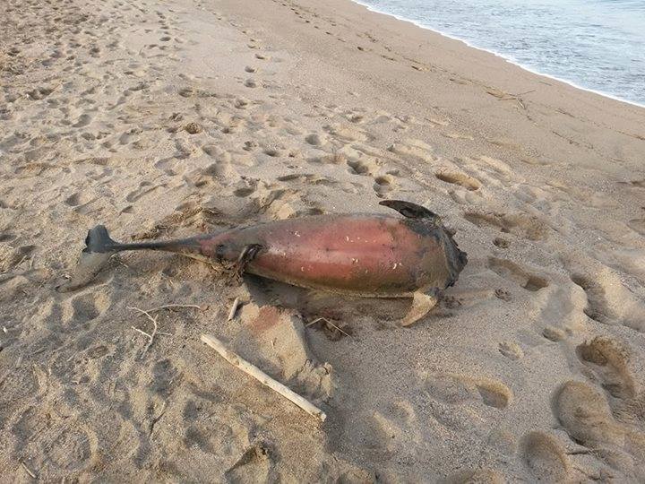 Un dauphin retrouvé décapité non loin de Gérone