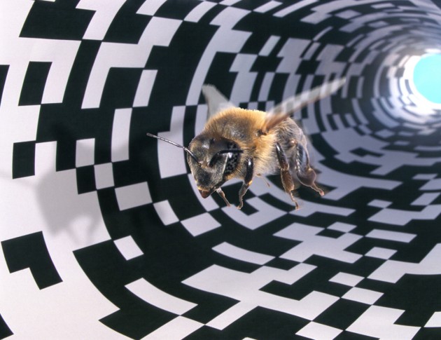 le-soler-conference-les-rendez-vous-de-la-connaissance-les-abeilles-face-aux-faibles-doses-de-pesticides