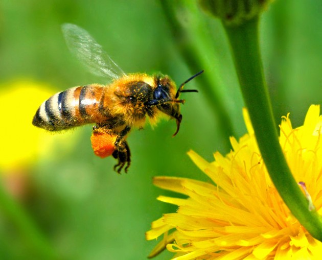 Le Soler : Conférence les Rendez-vous de la Connaissance, « Les abeilles face aux faibles doses de pesticides »