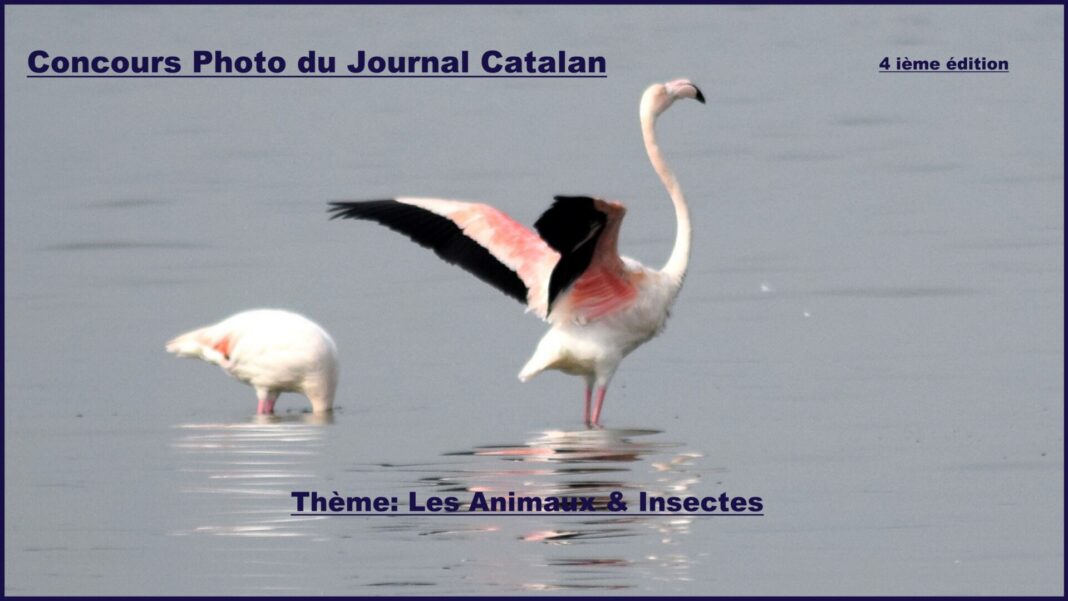 animaux