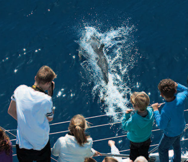 baleines-et-dauphins-au-large-des-cotes-de-canet-en-roussillon