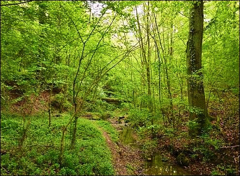 La forêt, un équilibre fragile