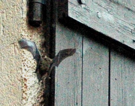 Elles sont de retour, les chauves souris de ma colonie de Montesquieu-des-Albères