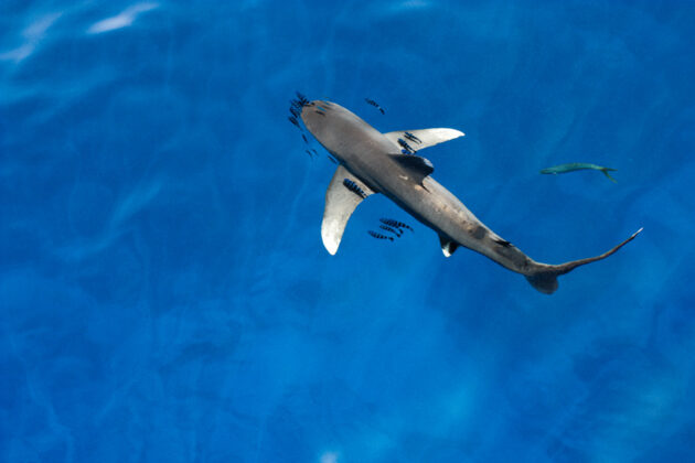 1998l-requin-oceanique-carcharhinus-longimanus