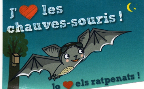 Vous vous posez des questions sur la vie des chauves-souris