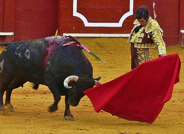 Céret : Les toros d’opérette de Dolorès Aguirre aux arènes !