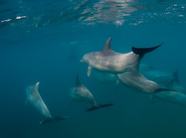 Banyuls-sur-mer : ils ont nagé avec un groupe de dauphins sauvage