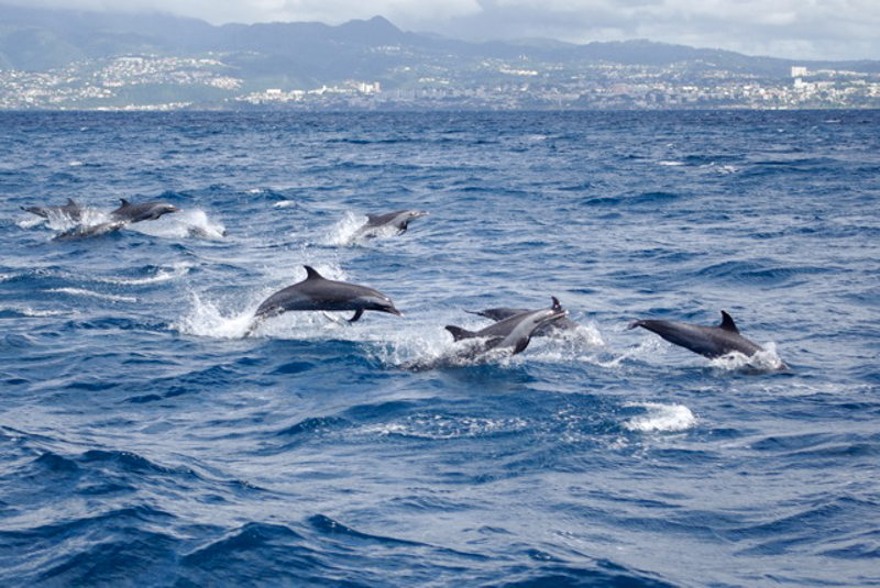 Dauphins : une parade magique et inoubliable non loin du cap Bear