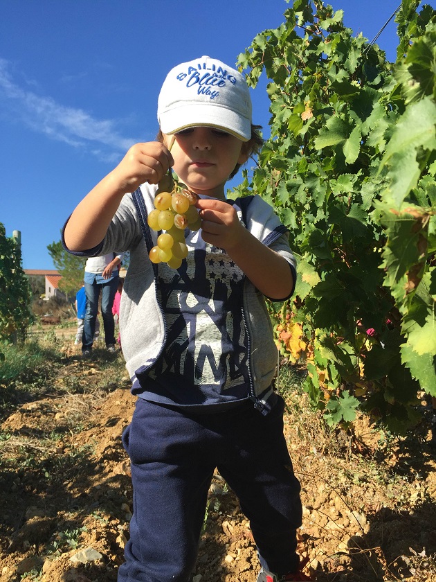 vendanges bressola
