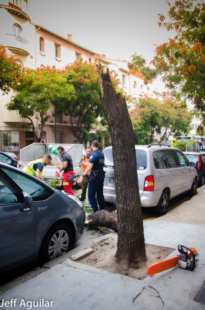 perpignan-le-vent-couche-un-arbre-en-plein-boulevard-1