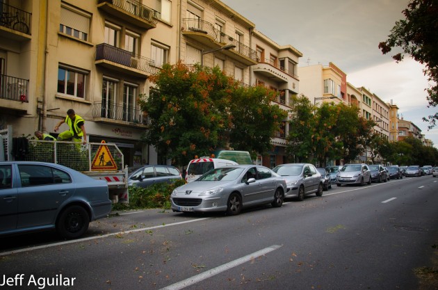 perpignan-le-vent-couche-un-arbre-en-plein-boulevard