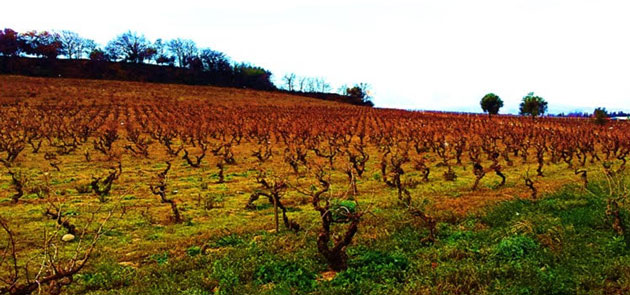 de-la-vigne-a-la-cave-visites-guidees-de-loffice-de-tourisme-de-perpignan