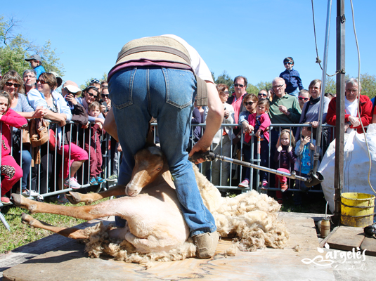 Organisée le 10 avril par le syndicat des éleveurs des Aspres et Albères, la chambre d'agriculture et la Ville d'Argelès-sur-Mer, la 15e foire des éleveurs s'est déroulée sur le parking du Racou. Une trentaine de producteurs et autant d'exposants ont participé à ce temps fort du calendrier des animations argelésiennes. Plusieurs milliers de personnes se sont déplacées pour l'occasion.