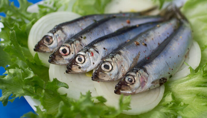 Collioure-fete-anchois