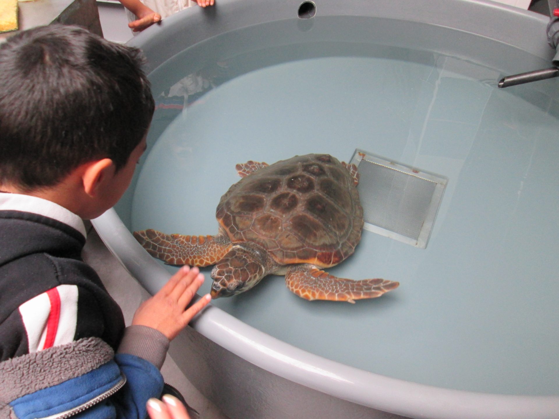 Enfants de la Mer, Journée pour la Biodiversité le 17 juin 2016 : un relâcher de tortue et deux nouvelles expositions