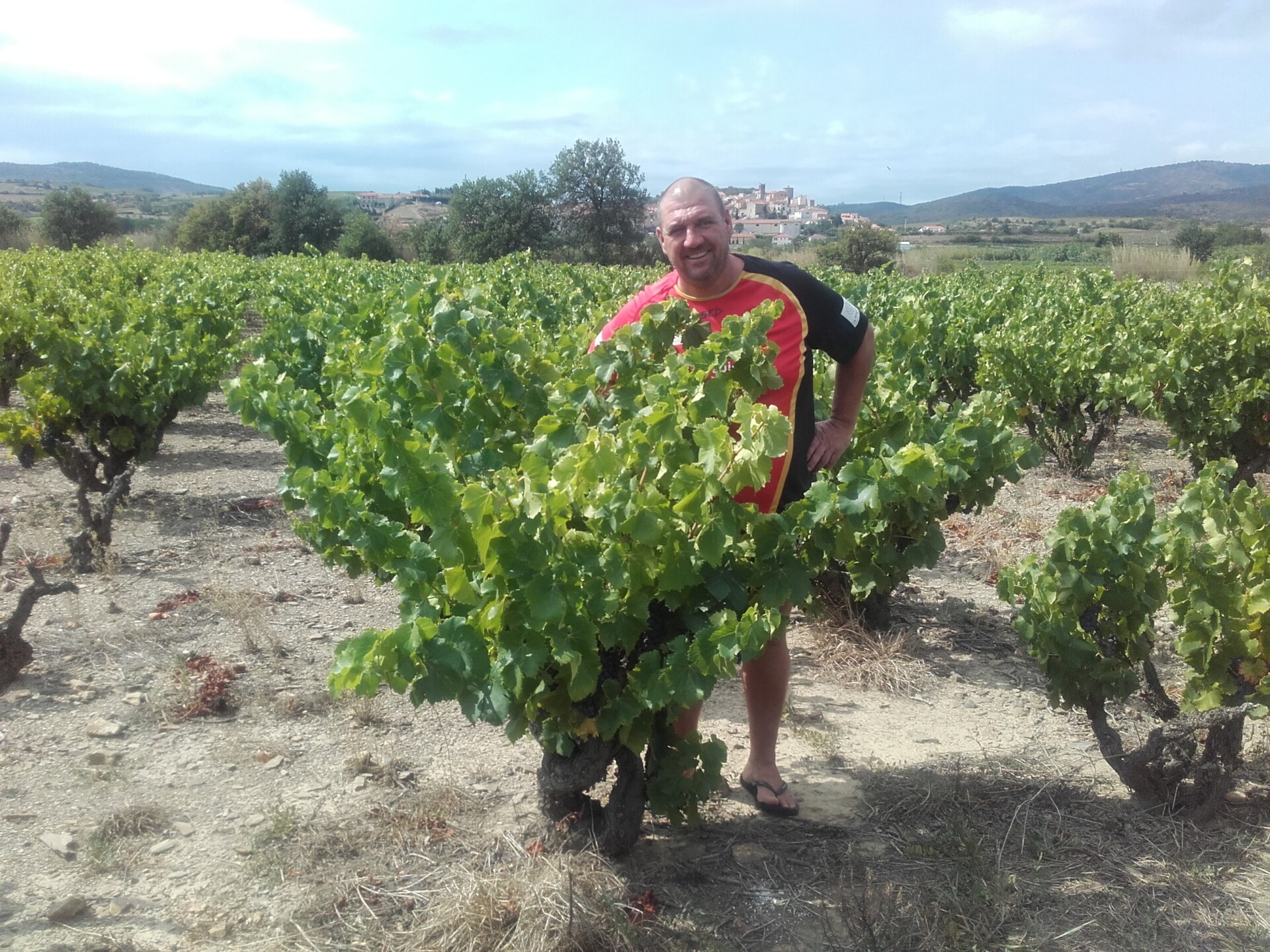 Estagel : avant les vendanges