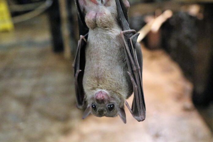 nuit-chauves-souris-a-saint-andre