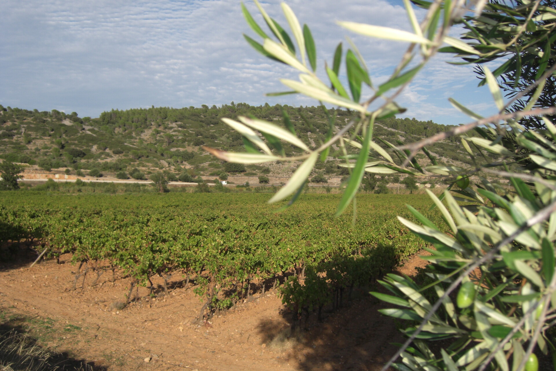 Estagel : des vignerons pas contents