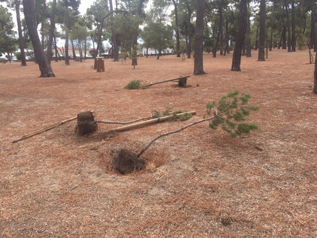 argeles-mer-celebre-bois-de-pins-vandalise 2 argeles-mer-celebre-bois-de-pins-vandalise