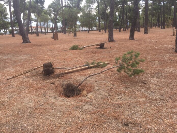 argeles-mer-celebre-bois-de-pins-vandalise
