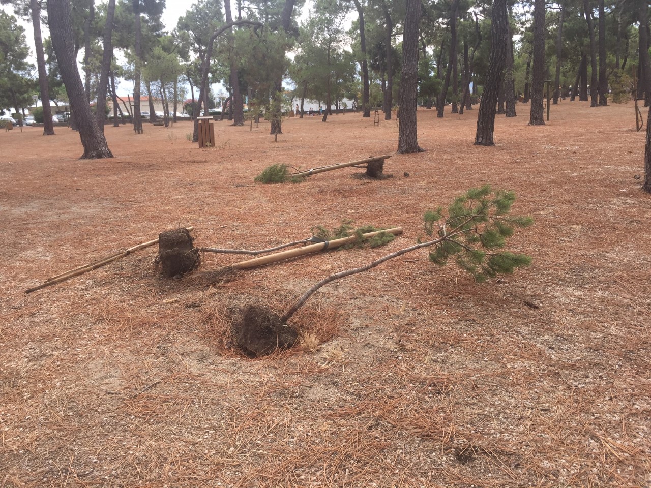 argeles-mer-celebre-bois-de-pins-vandalise