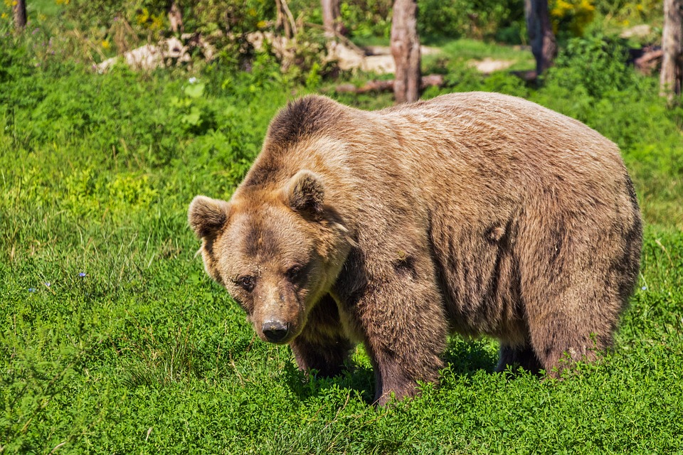 Une balade-spectacle dédiée à l’ours à la maison de la vallée d’Eyne
