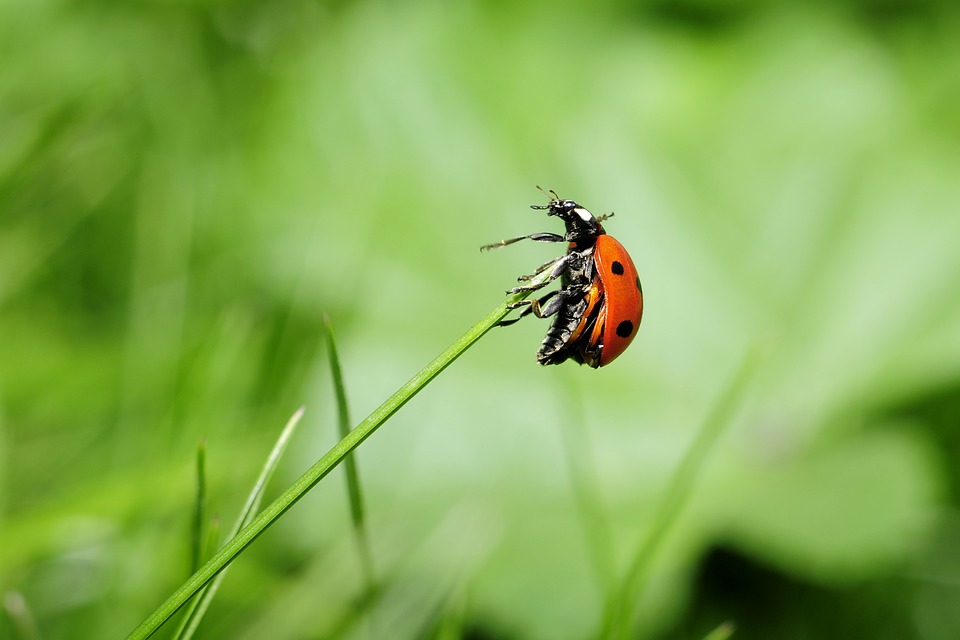 congres-international-bio-pesticides-a-perpignan