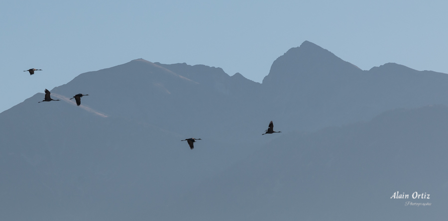 Les grues cendrées ont fait une halte à Vinça