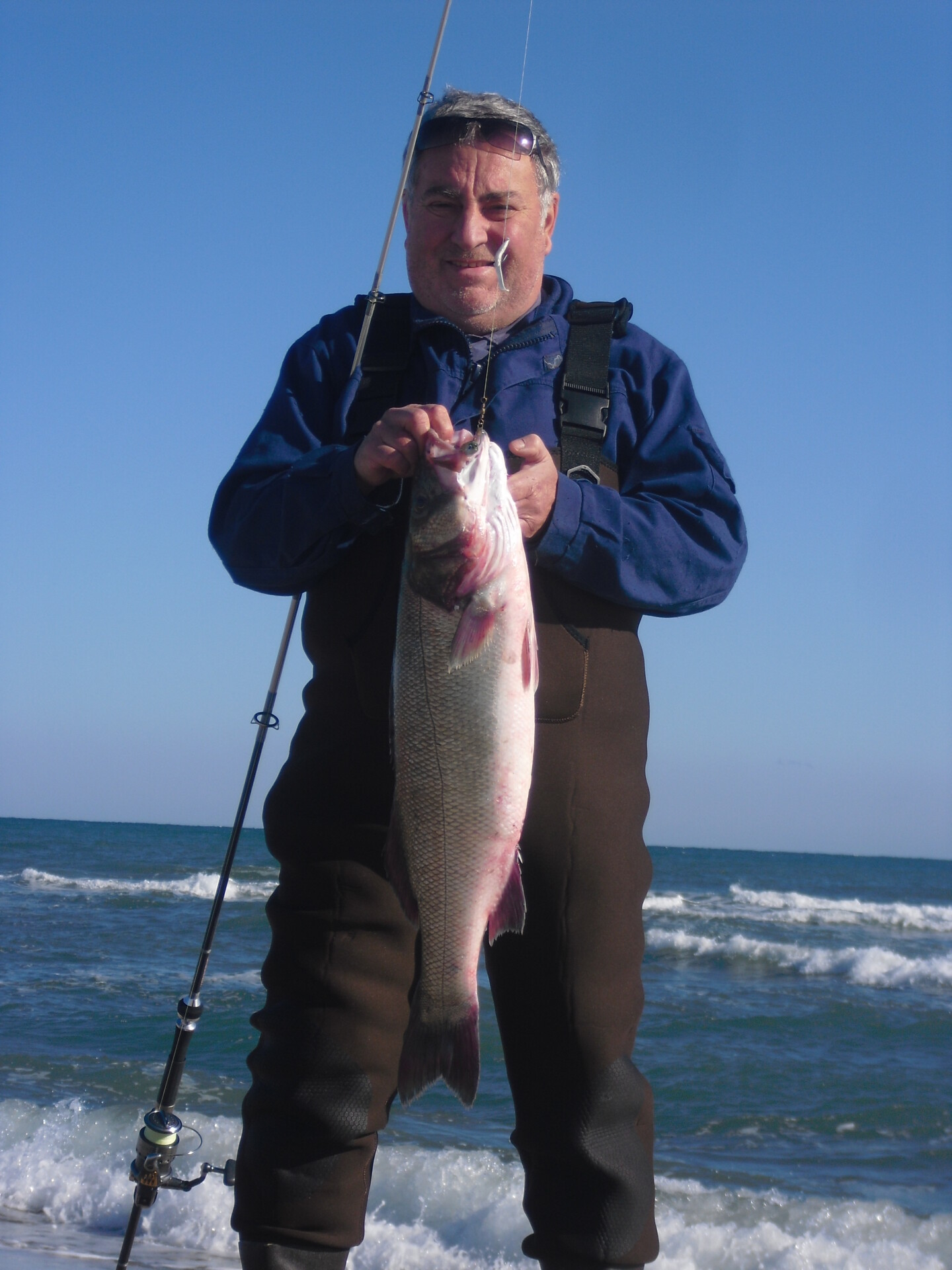 Surfcasting : Un Loup de 6,104 Kg péché entre Canet et Saint-Cyprien