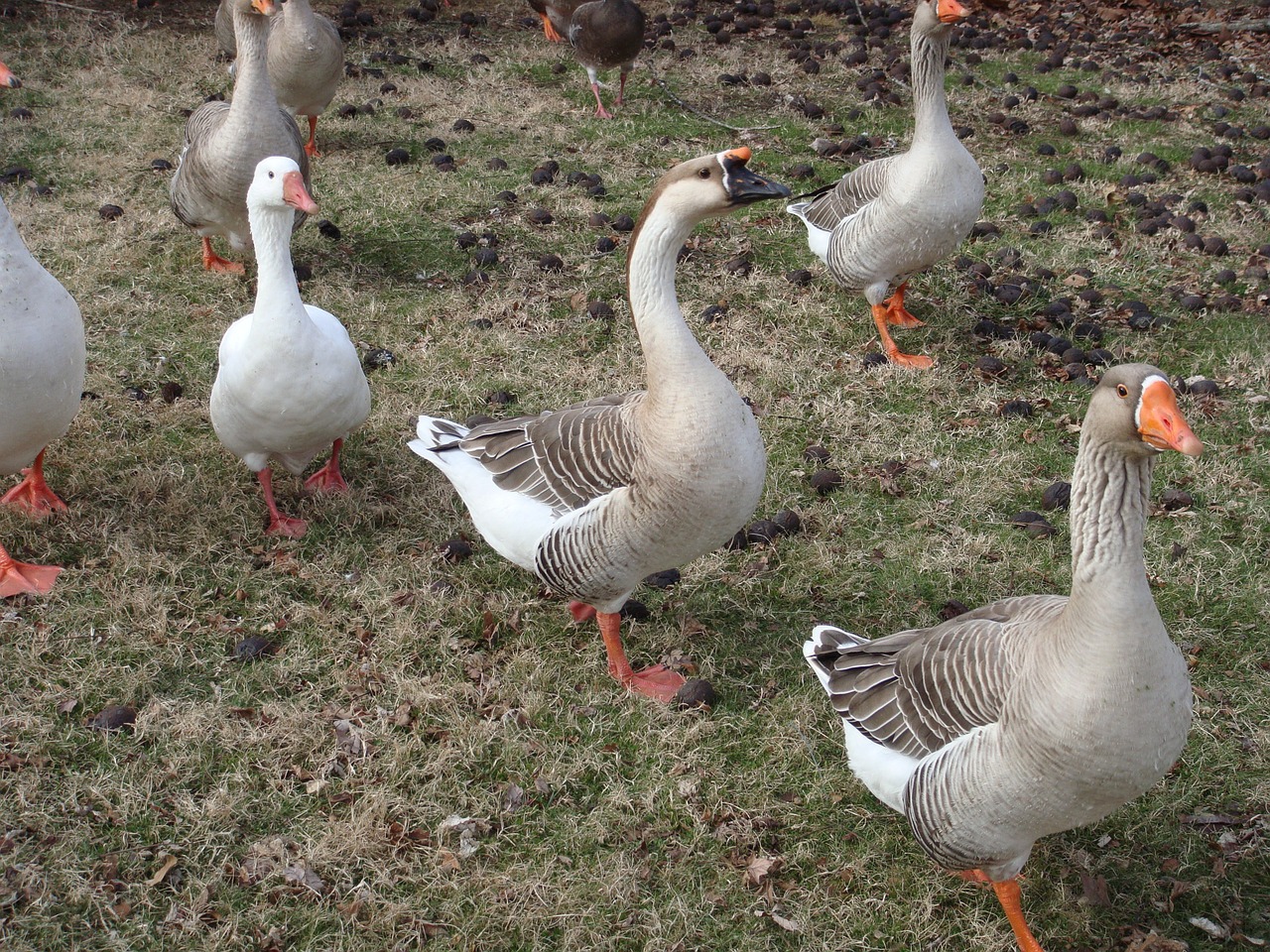 grippe-aviaire-risque-seleve-de-nouvelles-mesures-prises