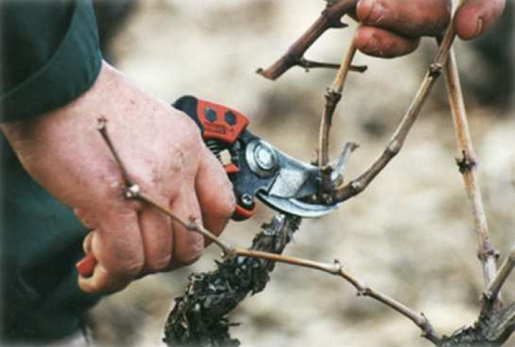 45eme-concours-de-taille-de-vigne-se-deroulera-a-fourques-4-fevrier-prochain