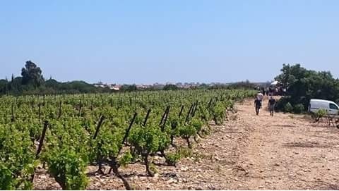Modef/PO : appellation vin de table, l’ineptie