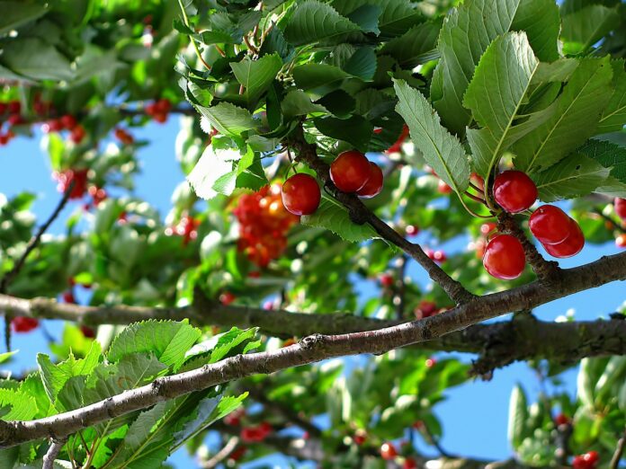 calamites-agricoles-suite-aux-pluies-mois-de-mai-2016-lheure-demandes-dindemnisation