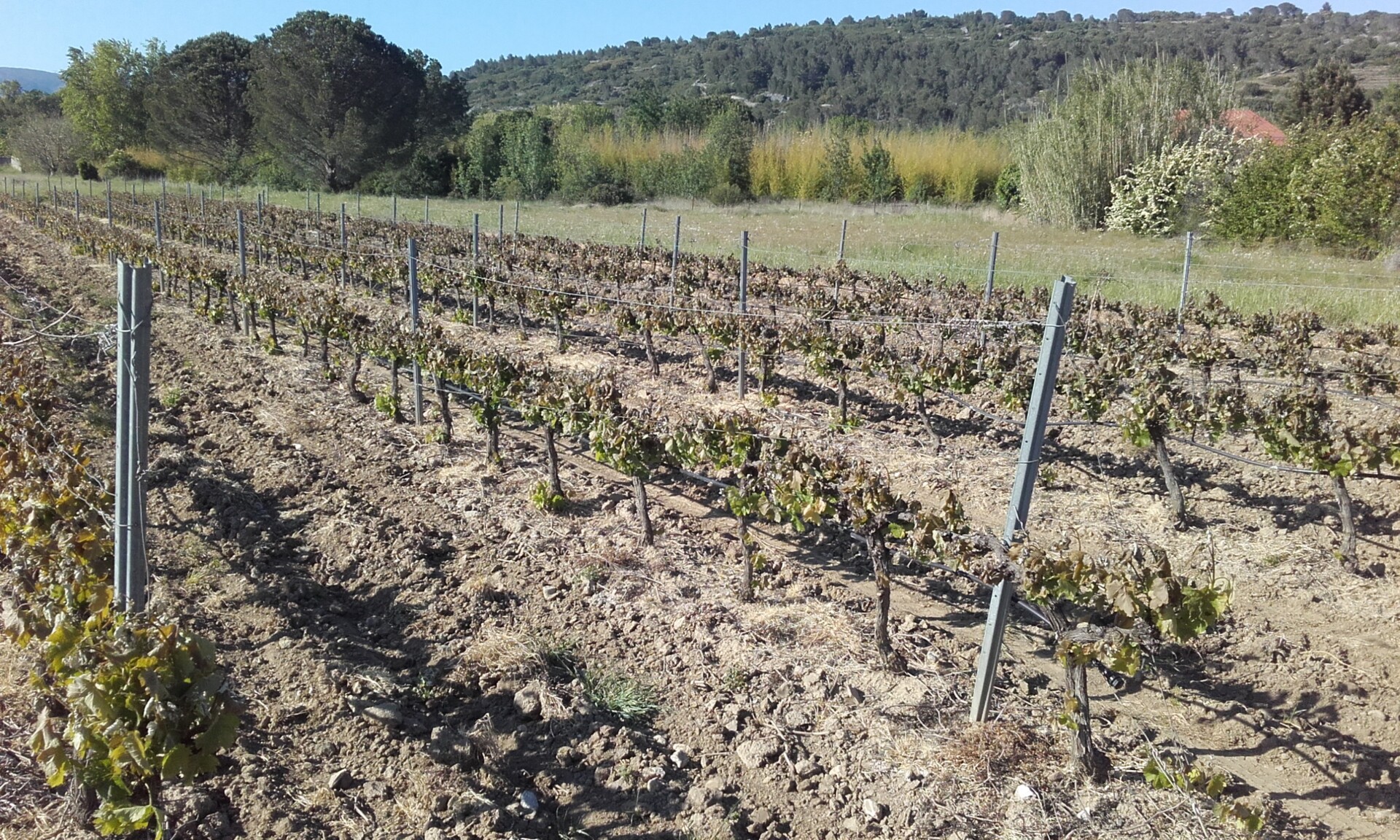 Estagel : le gel a fait souffrir le vignoble