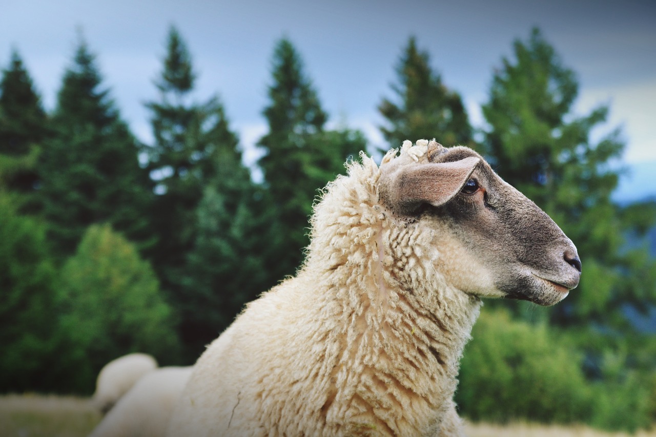 corneilla-la-riviere-la-prefecture-decide-du-retrait-du-troupeau-de-moutons