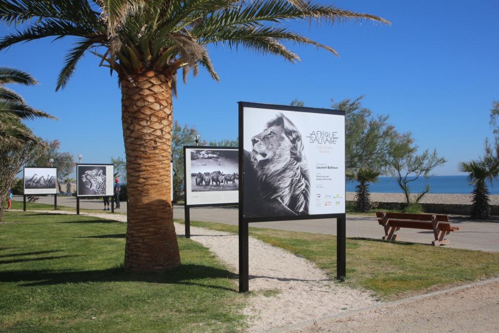enfants-de-la-mer-lexposition-afrique-sauvage-est-visible-sur-le-font-de-mer