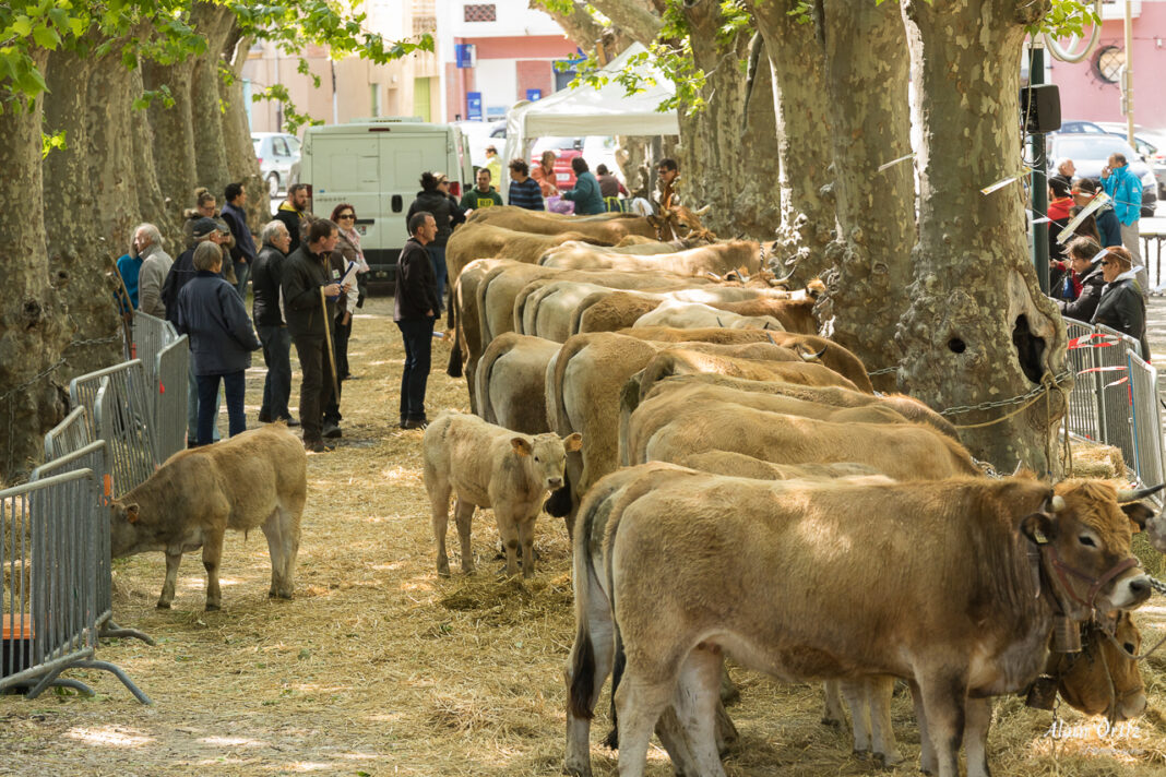 9V0A1110 L'élevage en fête Vinça 2017