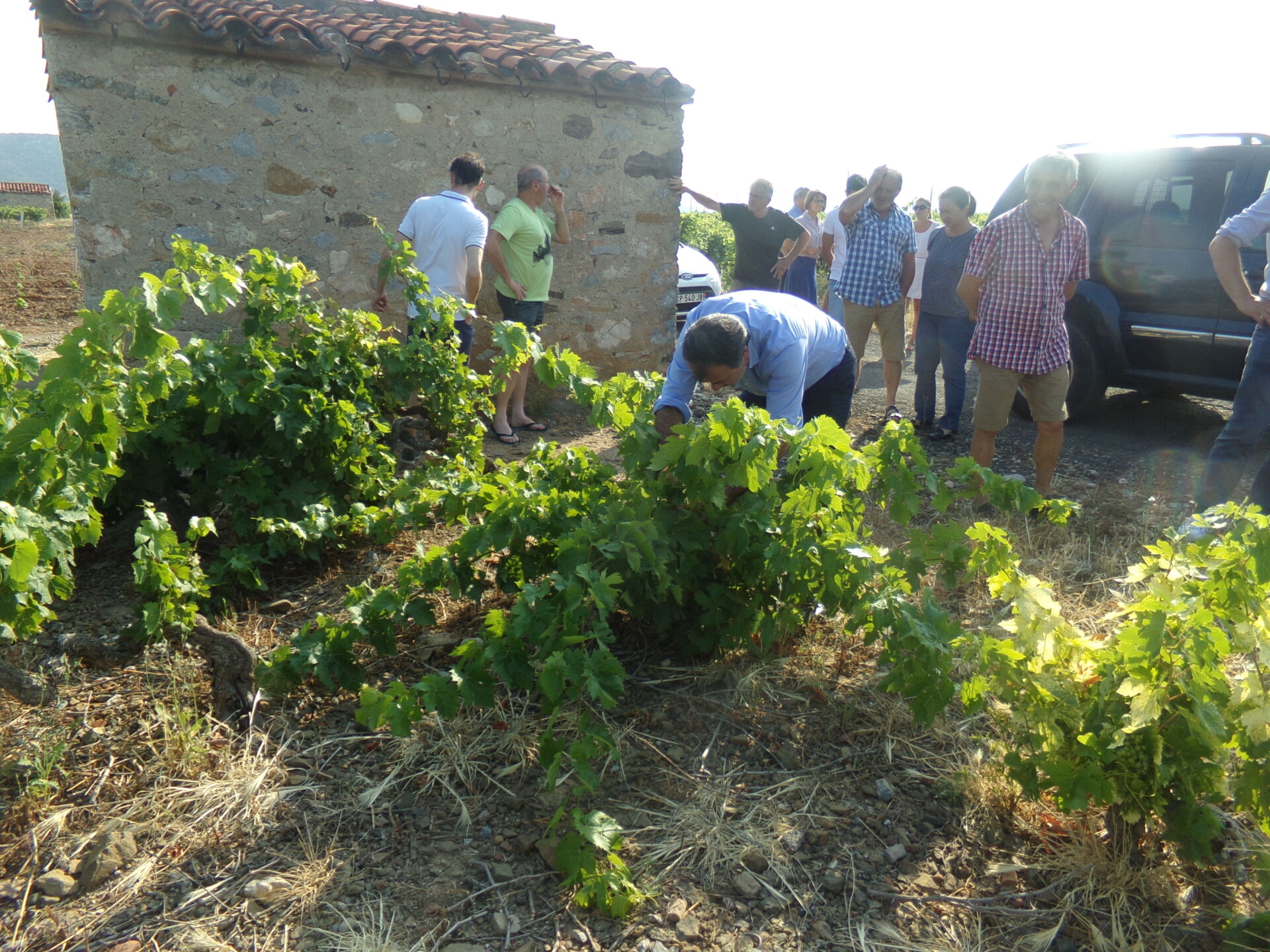 Estagel : « Les Vignerons Catalans » sur le terrain