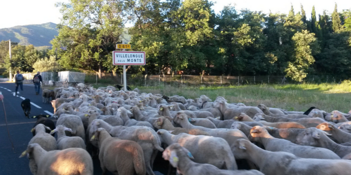 acquisition-collective-et-citoyenne-du-dernier-elevage-de-brebis-transhumant-dans-les-alberes-a-villelongue-dels-monts