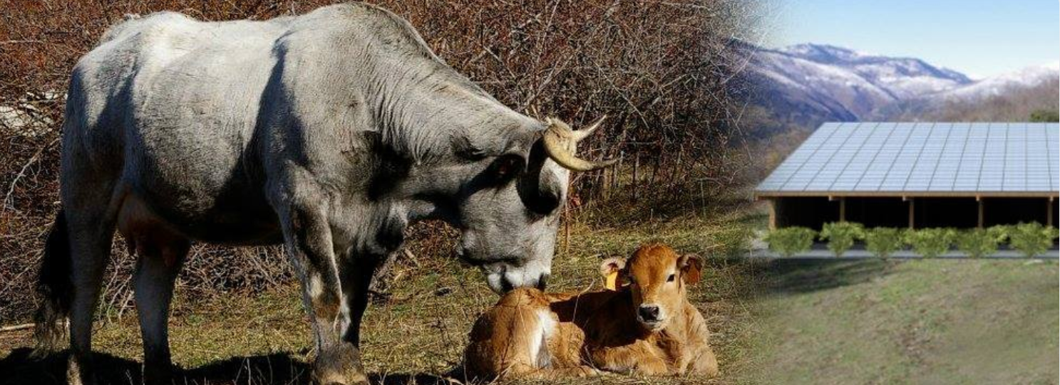 Portes ouvertes 2017 à la ferme d’Escoums le dimanche 27 août