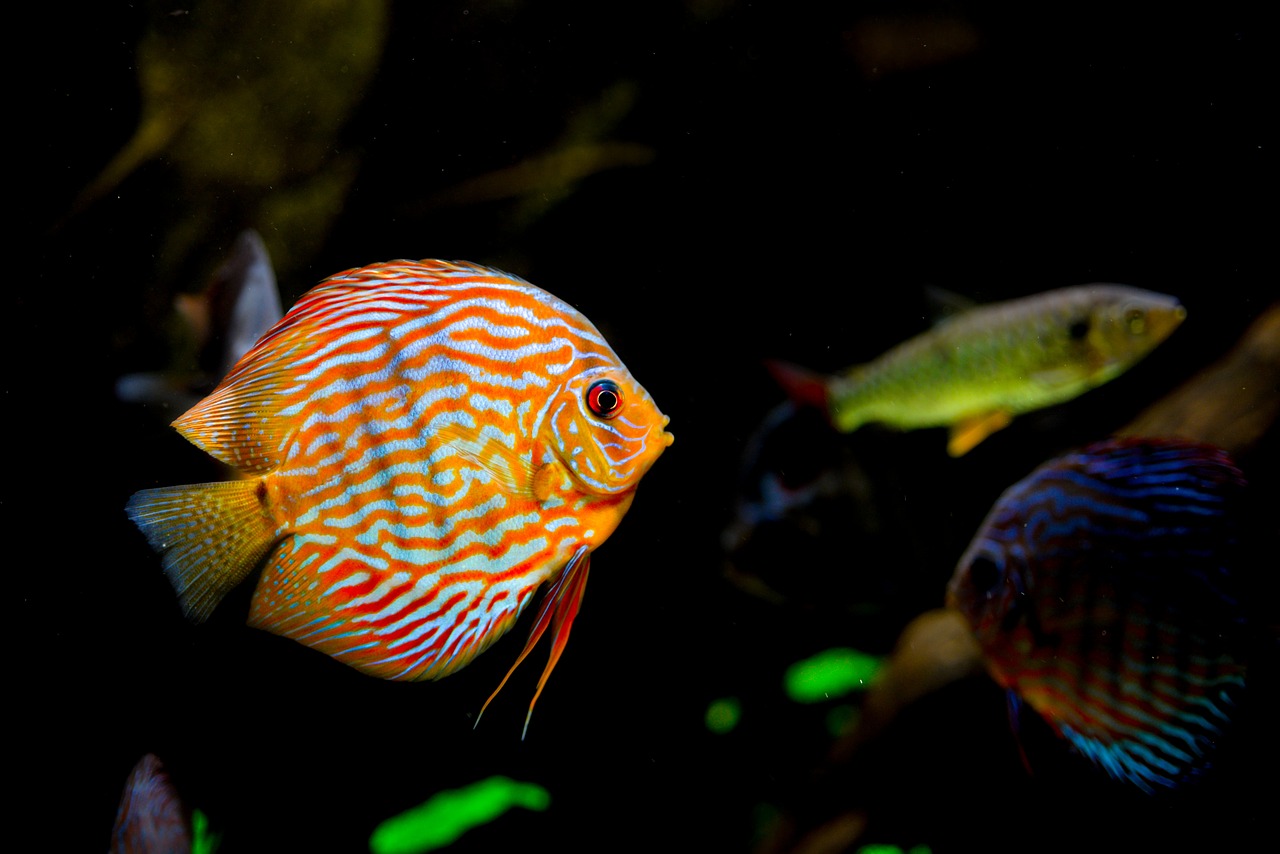 plan-littoral-21-carole-delga-inaugure-le-nouvel-aquarium-de-banyuls-sur-mer-le-29-novembre