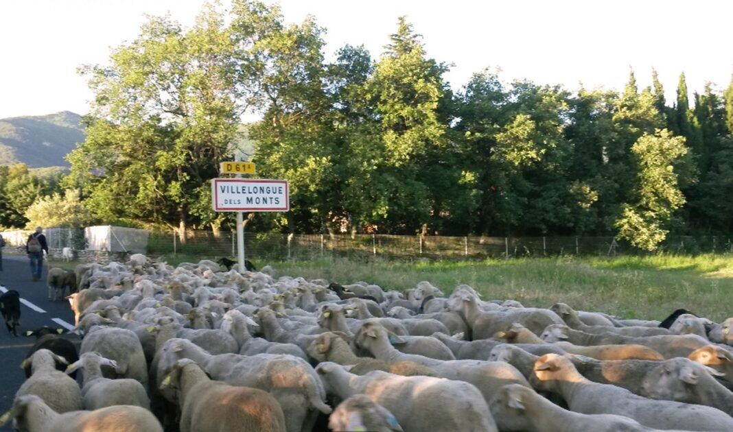 revenons-a-nos-moutons-vendredi-1er-decembre-a-elne revenons-a-nos-moutons-vendredi-1er-decembre-a-elne